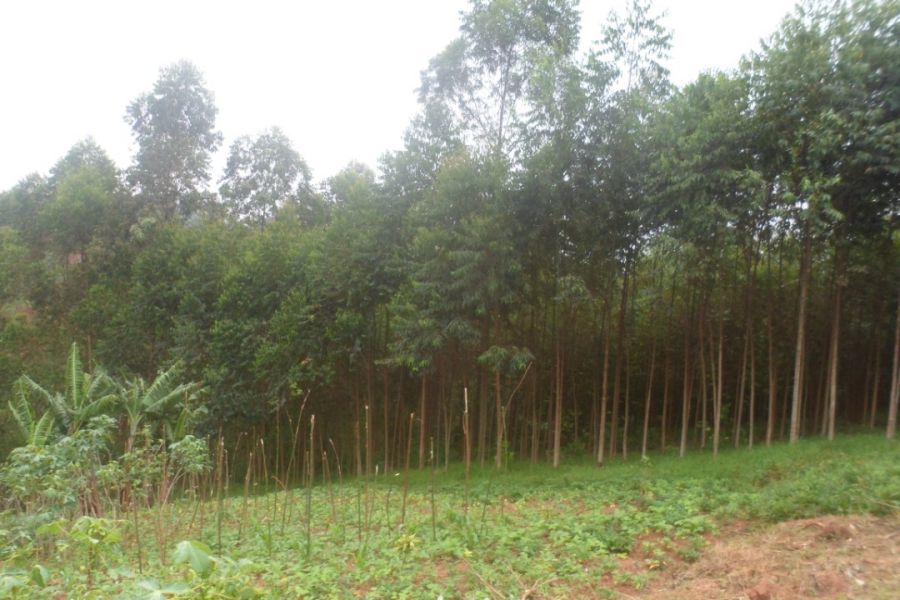 Lubero : Eucalyptus, une culture qui rend de champs moins fertiles