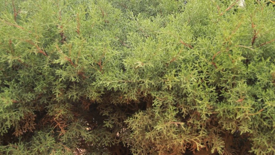 La disparition d’une espèce de cyprès en entraine d’autres à Butembo