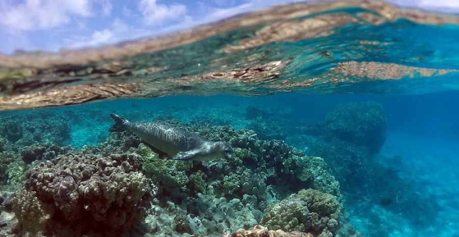 We’re not protecting enough of the right areas to save biodiversity: Study