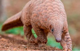 Ambition and action- the only solution for the nature crisis