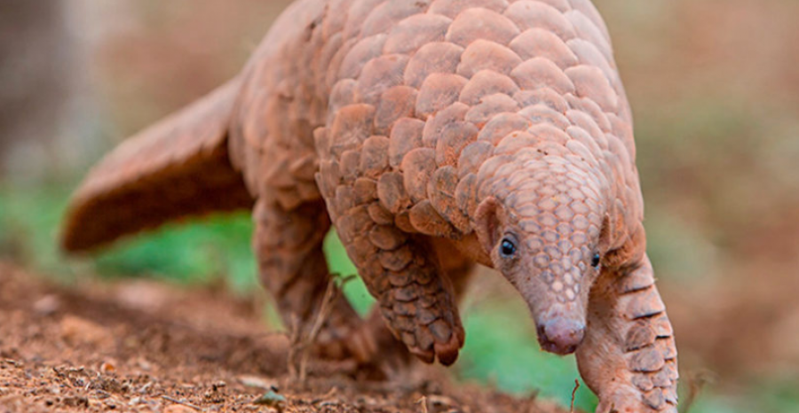 Ambition and action- the only solution for the nature crisis