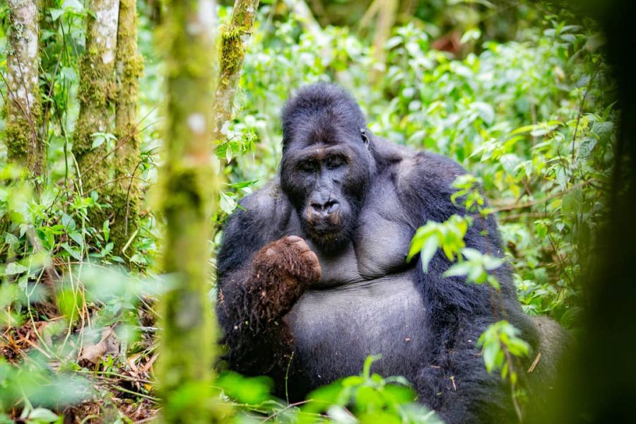 RDC : Le parc de Kahuzi Biega menacé de déforestation et traque des espèces rares