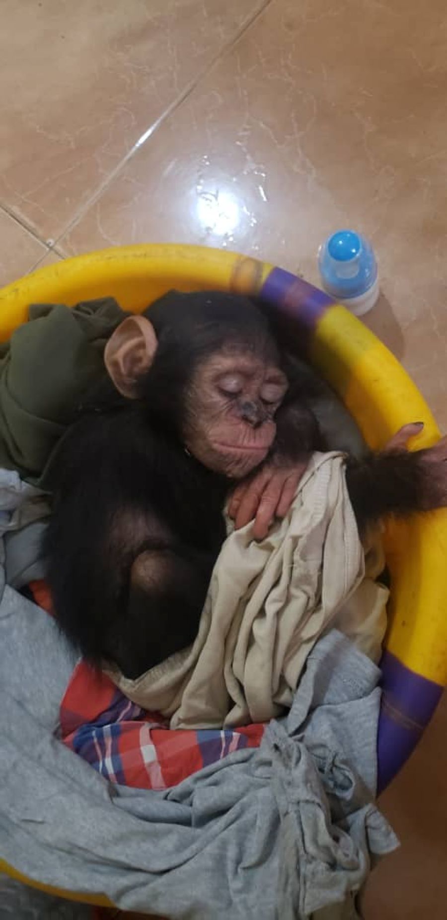 Trafic d'animaux: Un bébé chimpanzé sauvé des traficants à Kinshasa