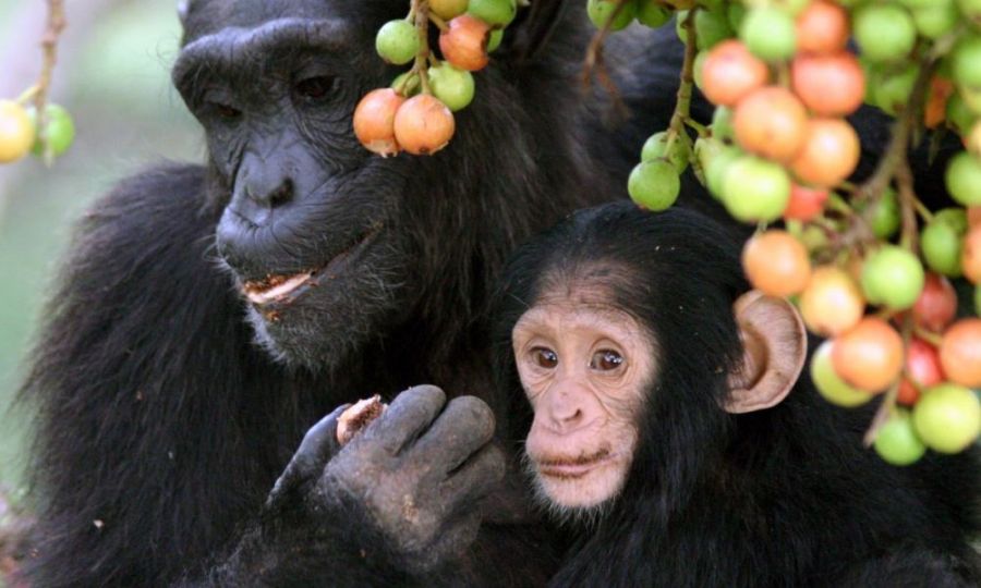 Criminalité faunique : Une cargaison de 32 singes congolais à queue interceptée au Zimbabwe 